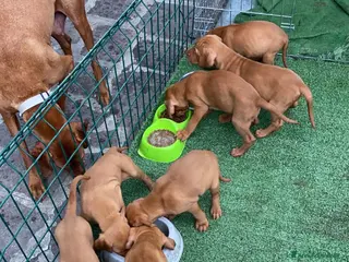 Bracco cani Disponibili cuccioli bracco ungherese - Annuncio 13
