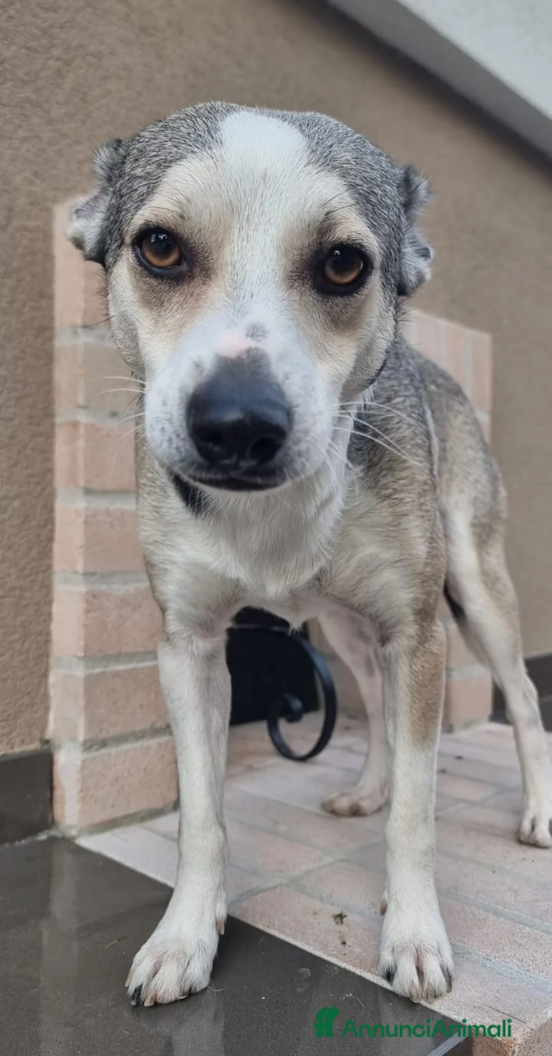 Meticcio cani in regalo: Una casa e tanto amore per Miele e Neve - Annuncio 11