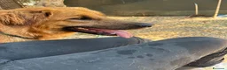 Meticcio cani in regalo: 11 mesi, carattere splendido  - Annuncio 6