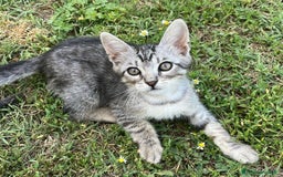 Altre razze gatti in regalo: 7 gattini stanno cercando casa a Provincia di Ascoli Piceno - Immagine 4