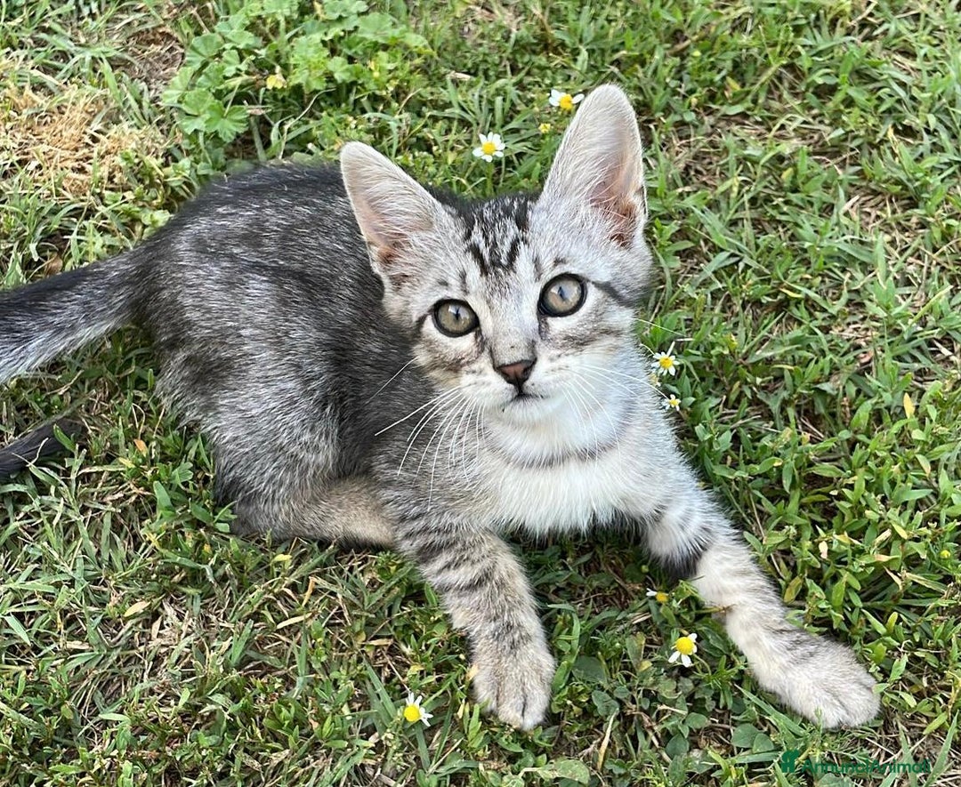 Altre razze gatti in regalo: 7 gattini stanno cercando casa a Provincia di Ascoli Piceno - Immagine 4