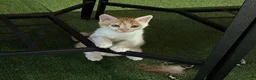 Meticcio gatti in regalo: Regalo bellissimo gattino maschio - Annuncio 3