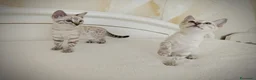 Bengala gatti in vendita: Cuccioli Bengala Snow a Provincia di Varese - Annuncio 6