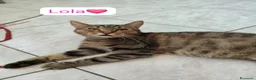 Meticcio gatti in regalo: Lola cerca casa,due anni di pura dolcezza  - Annuncio 3
