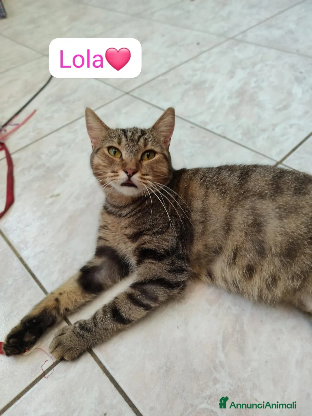 Meticcio gatti in regalo: Lola cerca casa,due anni di pura dolcezza  - Annuncio 3