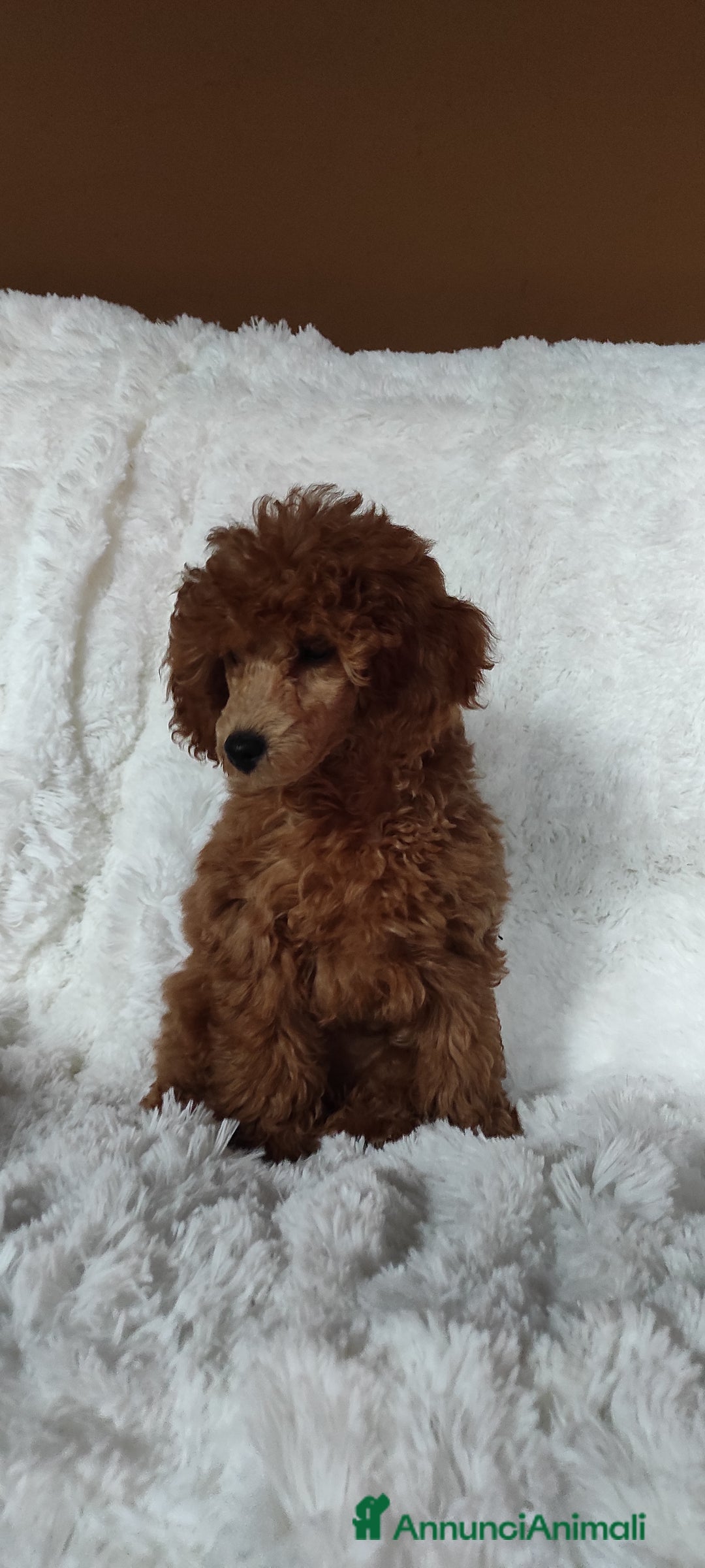 Immagine della galleria {{count}}