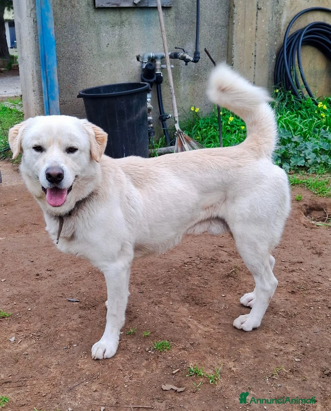 Meticcio cani in regalo: WATSON 💙 coccole, giochi e voglia di vivere a Provincia di Verona - Annuncio 4