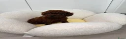 Barboncino Toy cani in vendita: Cuccioli di Barboncino Toy Teddy - Annuncio 5