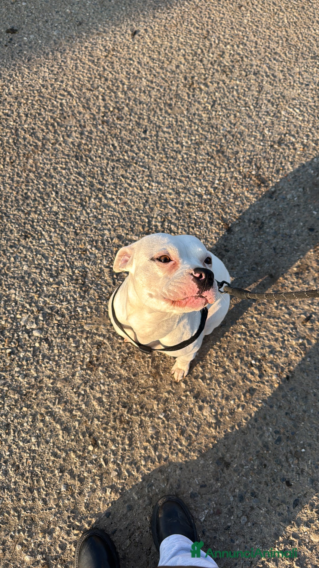 Pitbull cani in regalo: Regalo Pitbull  - Annuncio 3