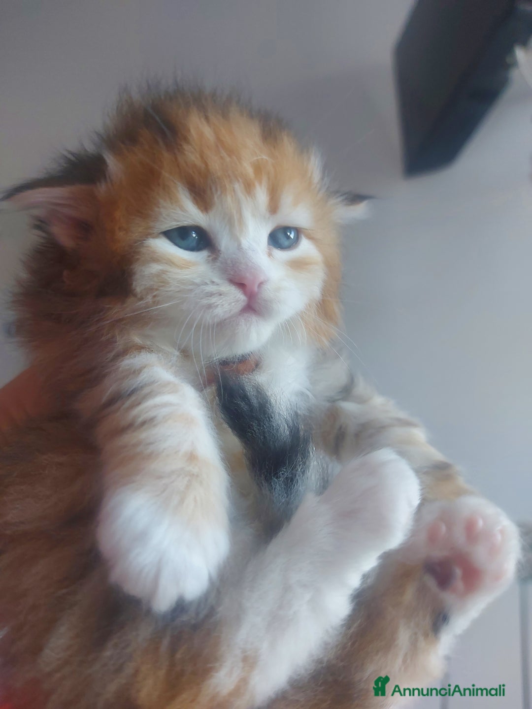 Siberiano gatti in vendita: Cuccioli di gatto Siberiano Certificati  - Annuncio 6