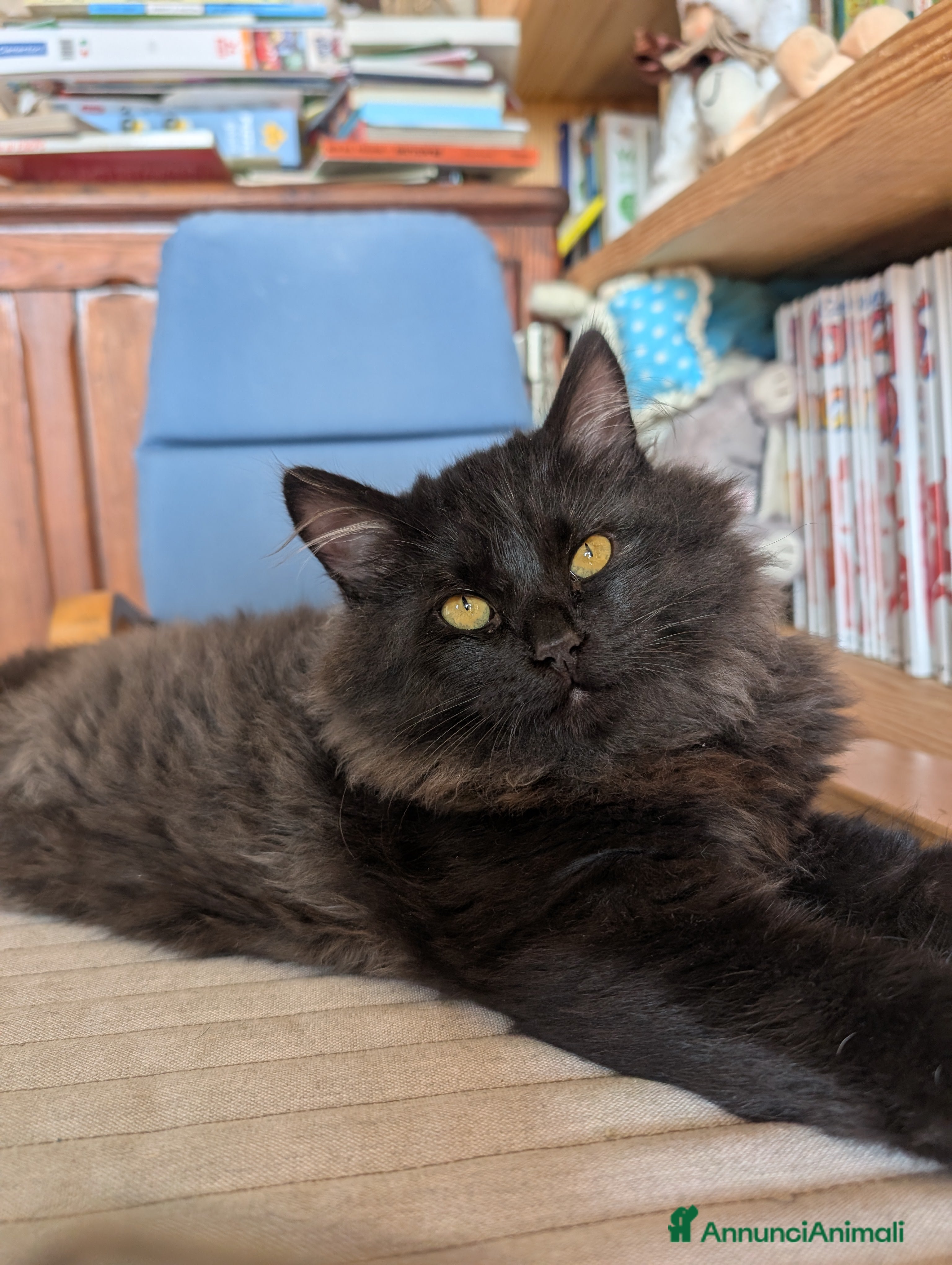 Siberiano gatti Cuccioli di gatto siberiano  - Annuncio 16