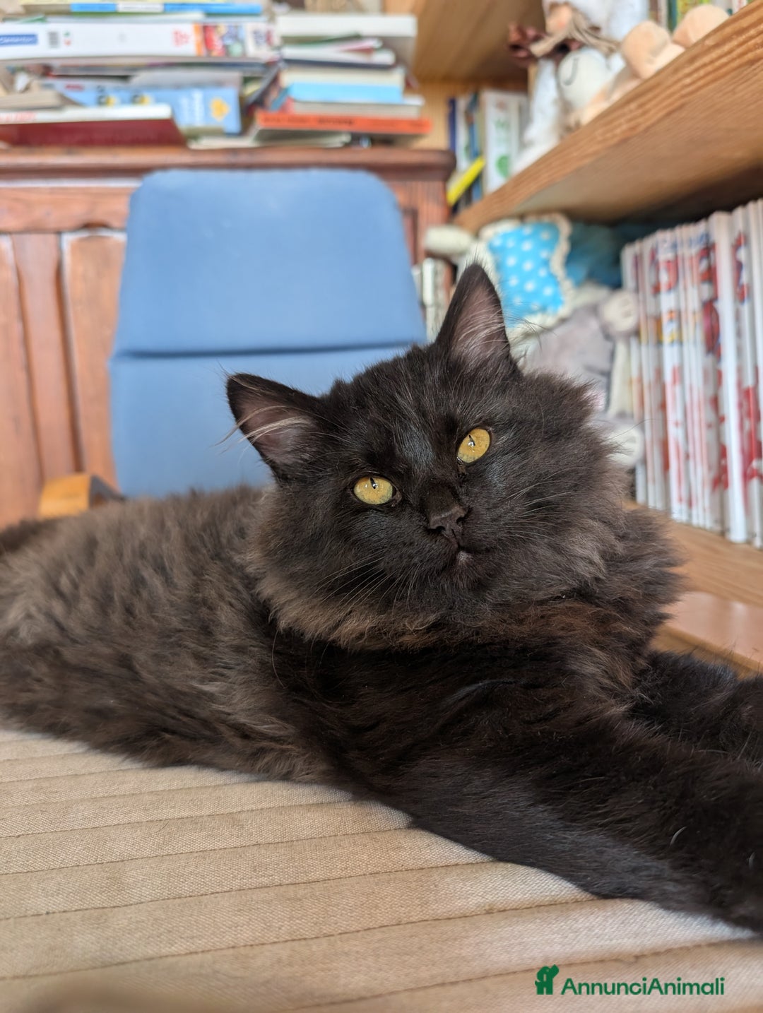 Siberiano gatti in vendita: Cuccioli di gatto siberiano  - Annuncio 1