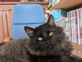 Siberiano gatti Cuccioli di gatto siberiano - Annuncio 19