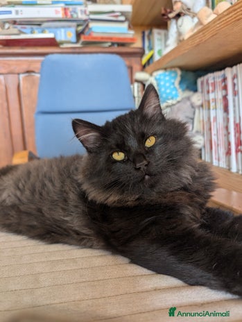 Siberiano gatti - Annuncio 9
