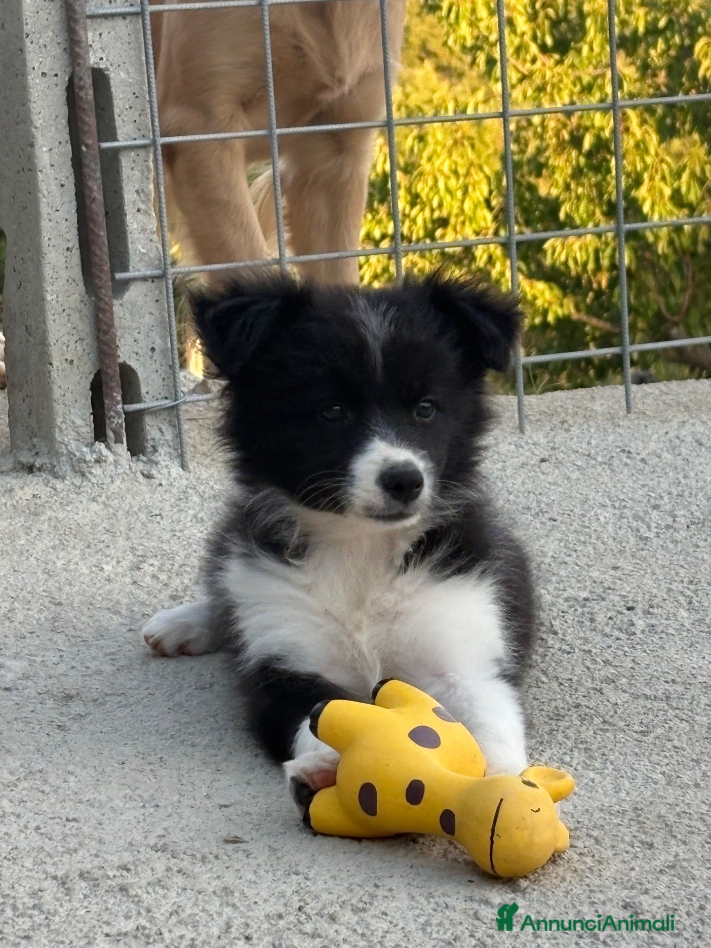 Border Collie cani Border collie - Annuncio 2