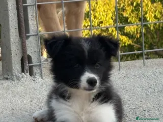 Border Collie cani Border collie - Annuncio 13