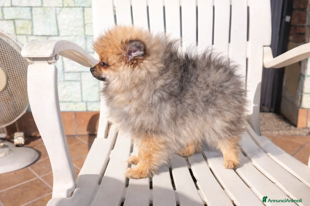 Volpino Pomerania cani in vendita: Cucciolata volpino pomerania pedigree enci - Annuncio 4