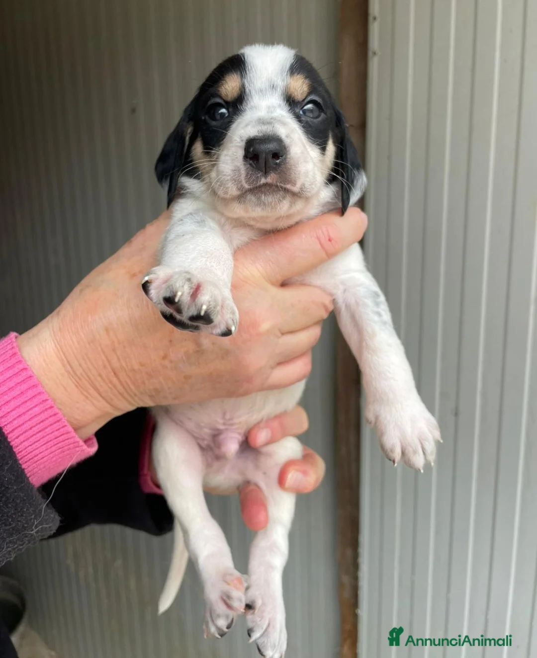 Segugio cani in regalo: IL TENERO APOLLO - Annuncio 1