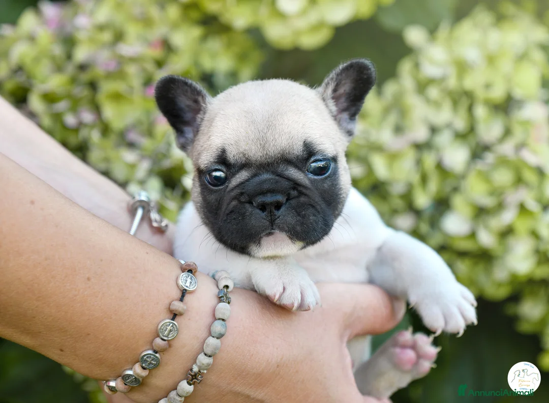 Immagine della galleria {{count}}