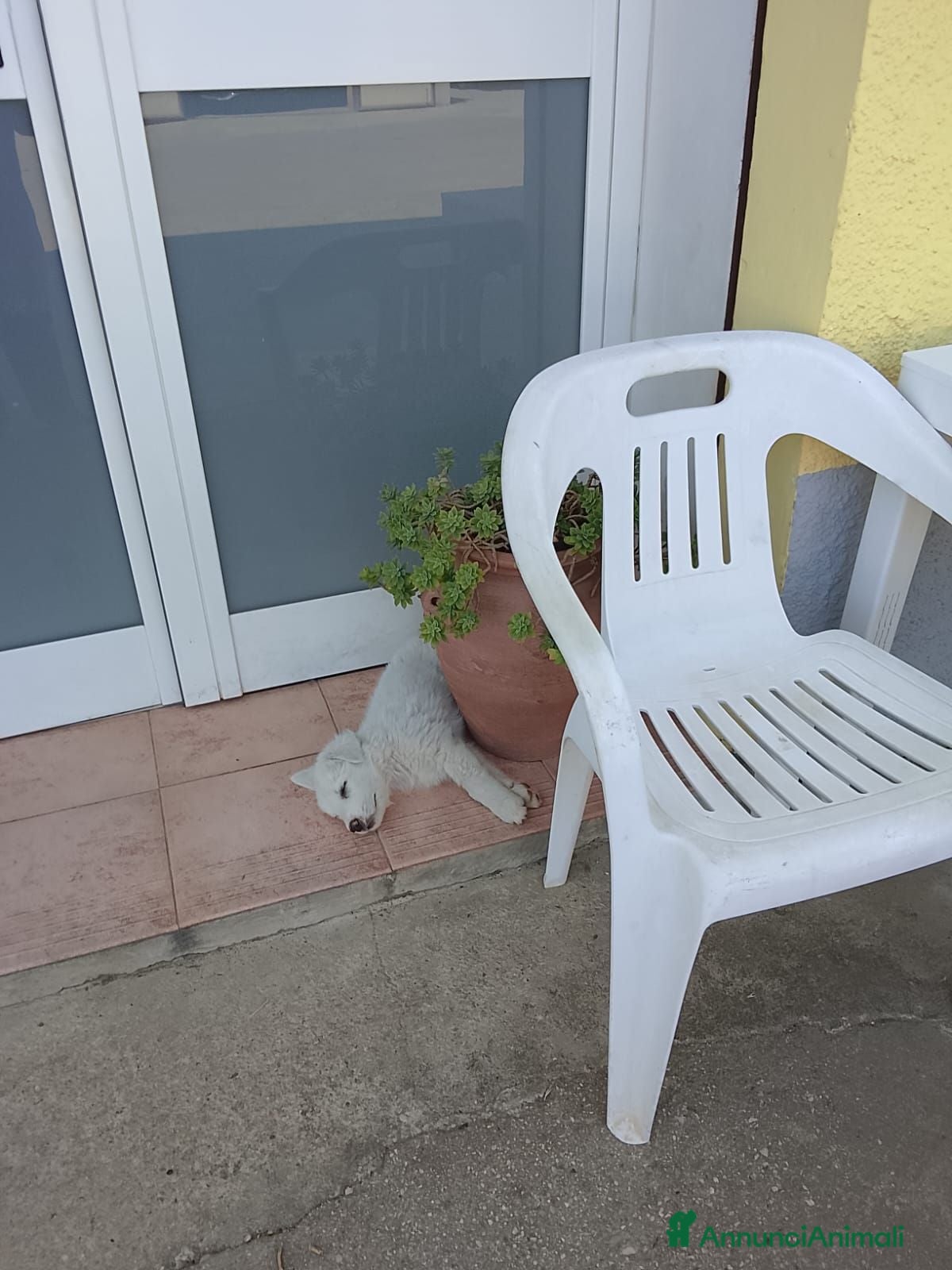 Meticcio cani Cuccioli di pastore abruzzese  - Annuncio 7