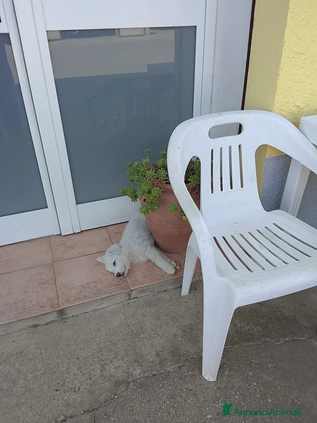 Meticcio cani in vendita: Cuccioli di pastore abruzzese  - Annuncio 1