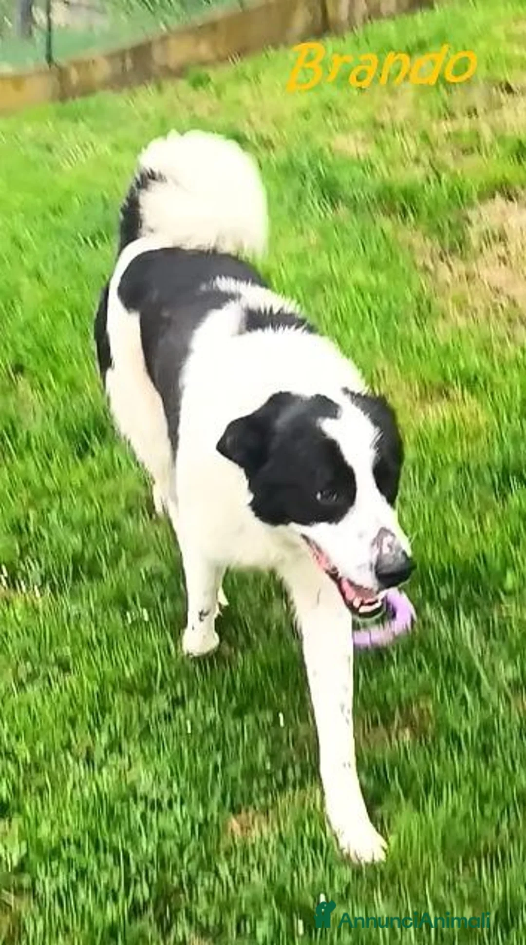 Meticcio cani in regalo: BRANDO buono e giocherellone - Annuncio 1