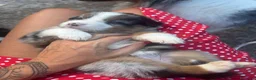Australian Shepherd cani in vendita: Cuccioli Pastore australiano - Annuncio 15