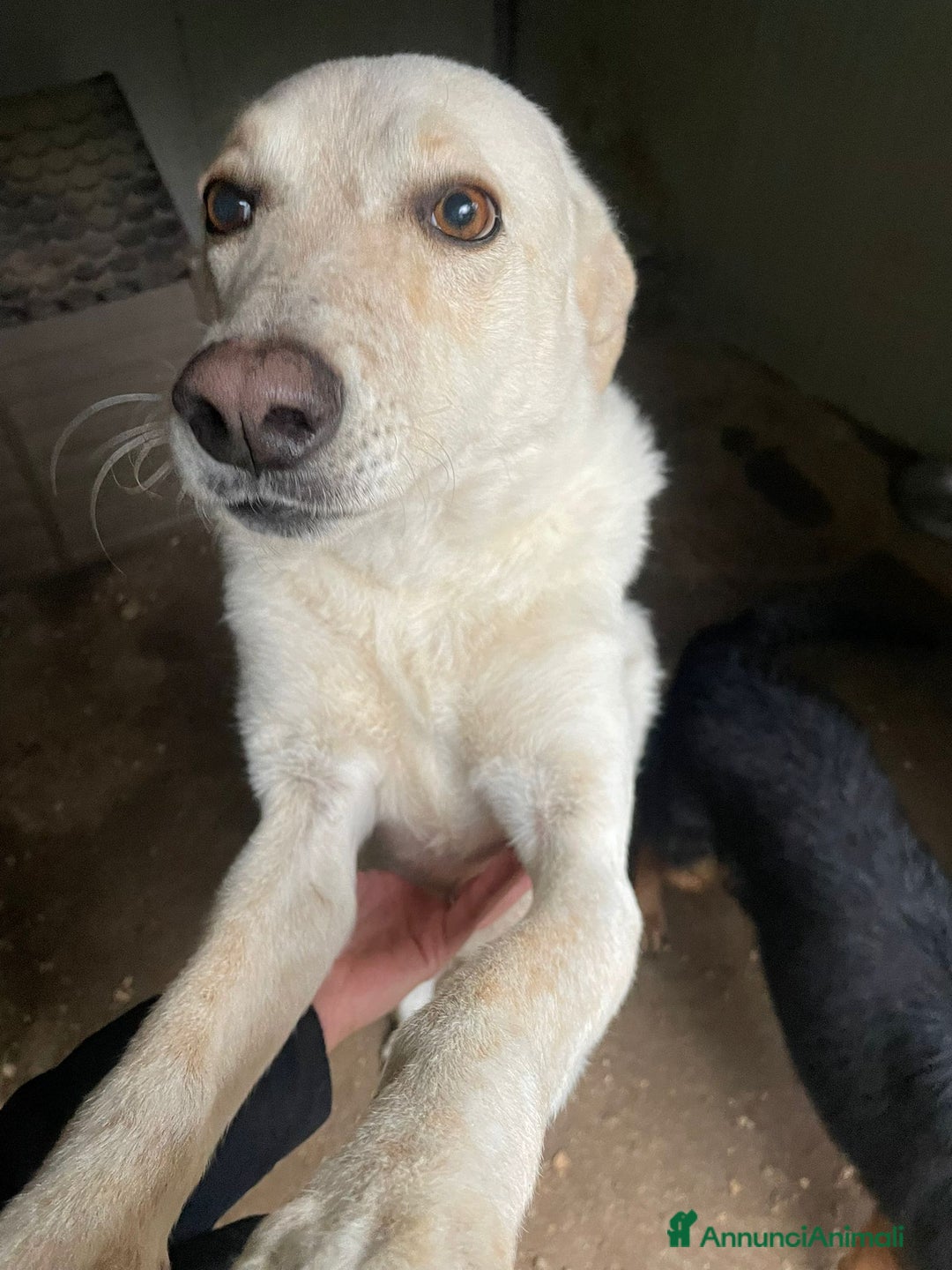 Meticcio cani in regalo: LA DOLCISSIMA SUSY - Annuncio 7