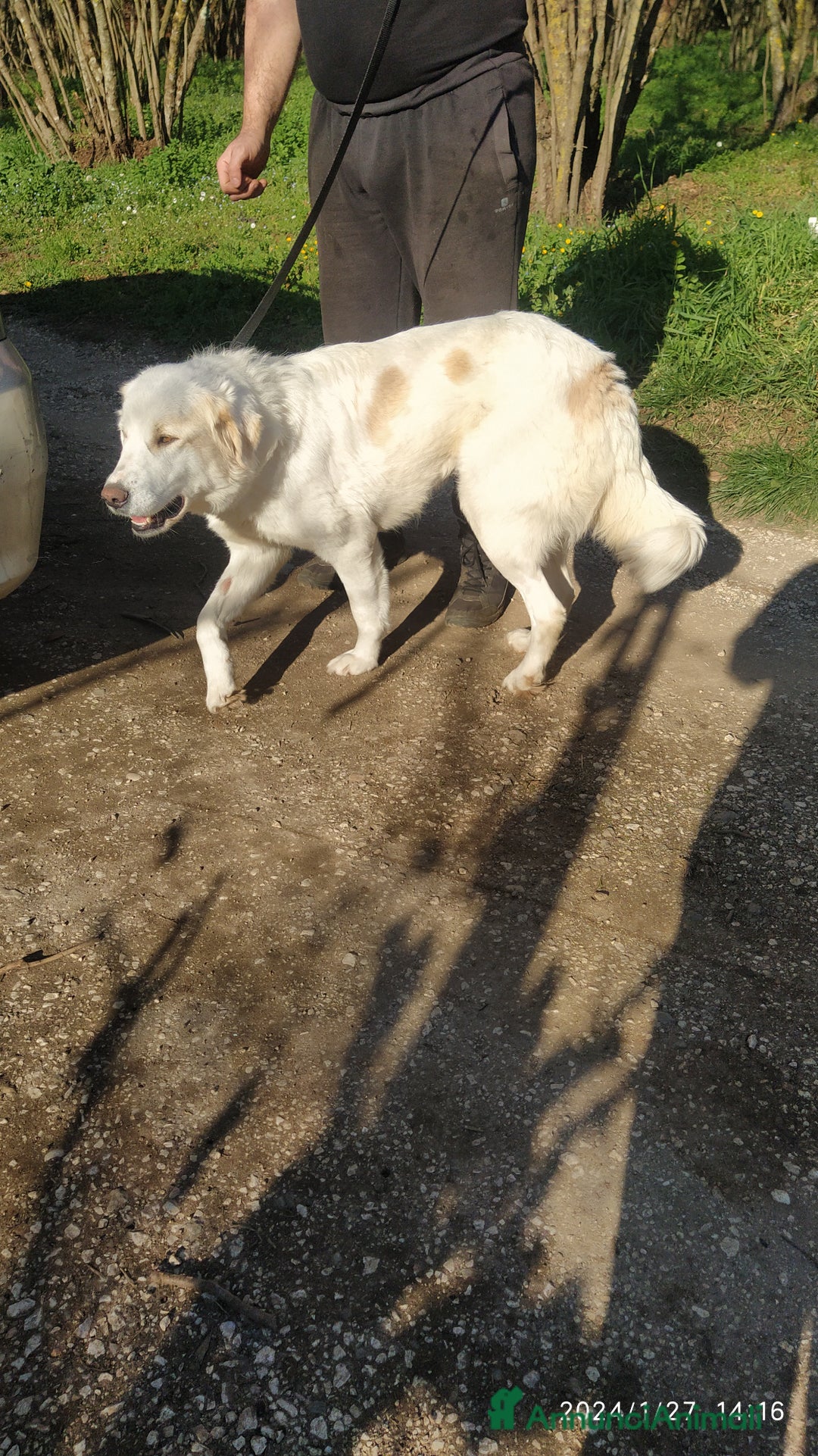 Pastore Maremmano cani in regalo: Meravigliosa Delia a Provincia di Viterbo - Annuncio 4