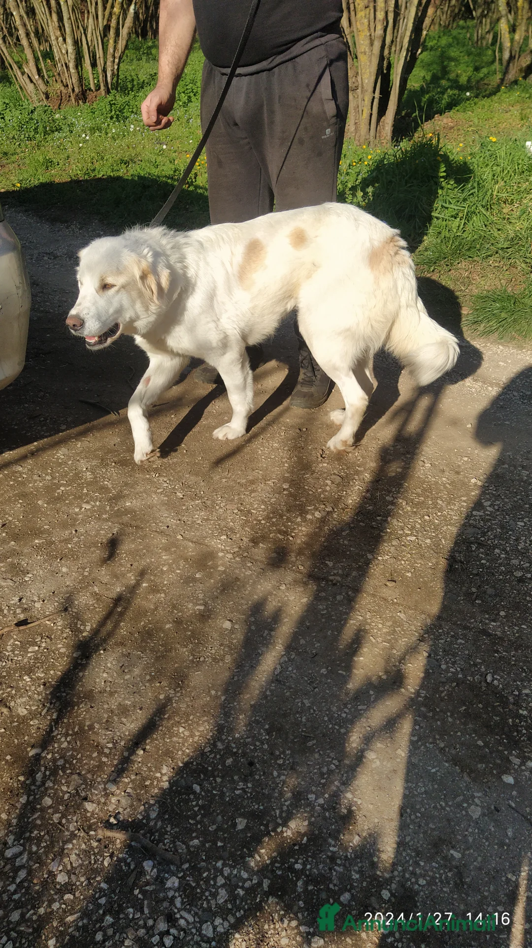 Pastore Maremmano cani in regalo: Meravigliosa Delia a Provincia di Viterbo - Annuncio 4