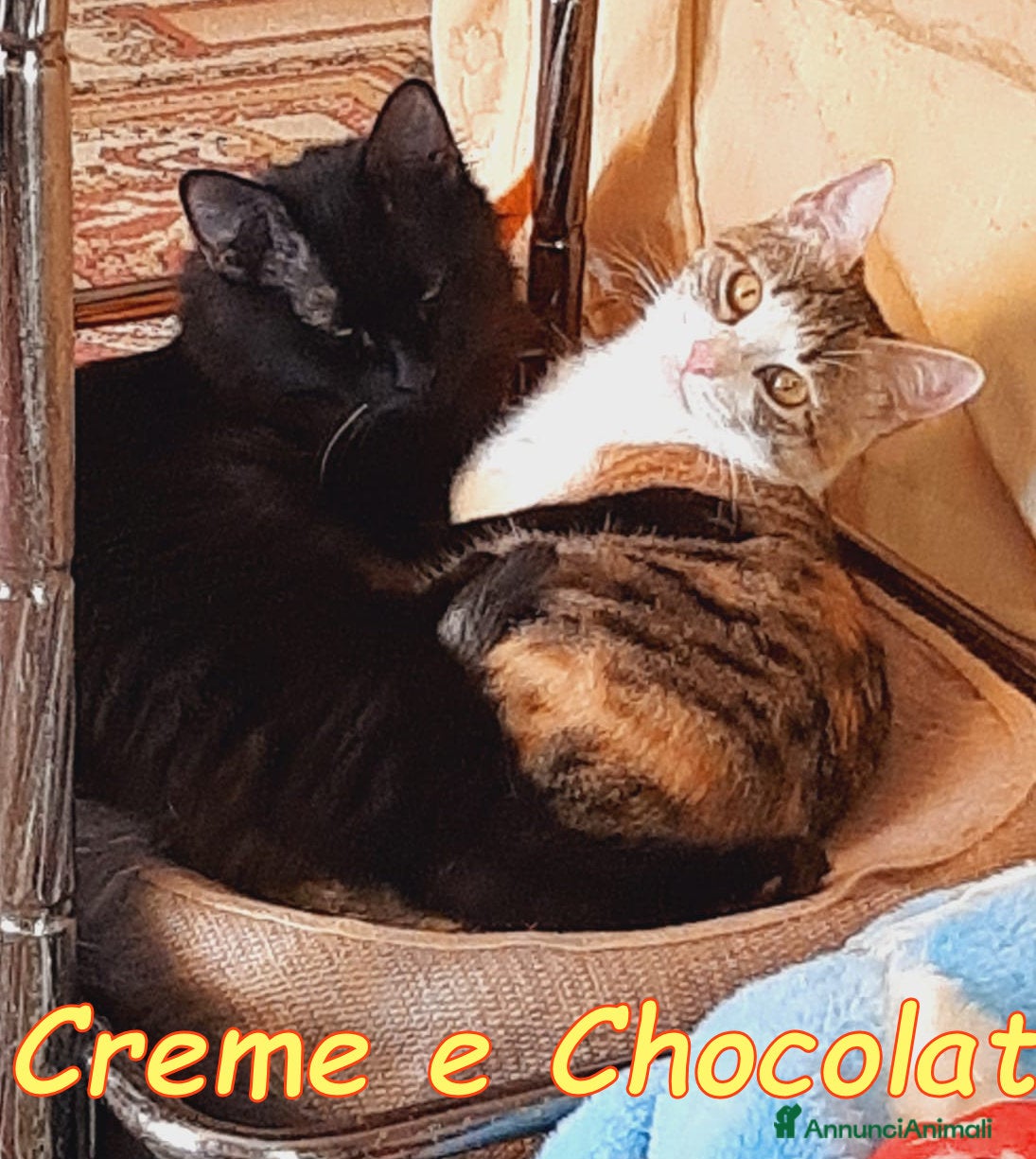 Altre razze gatti CRÈME & CHOCOLAT - Annuncio 36