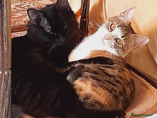 Altre razze gatti CRÈME & CHOCOLAT - Annuncio 8