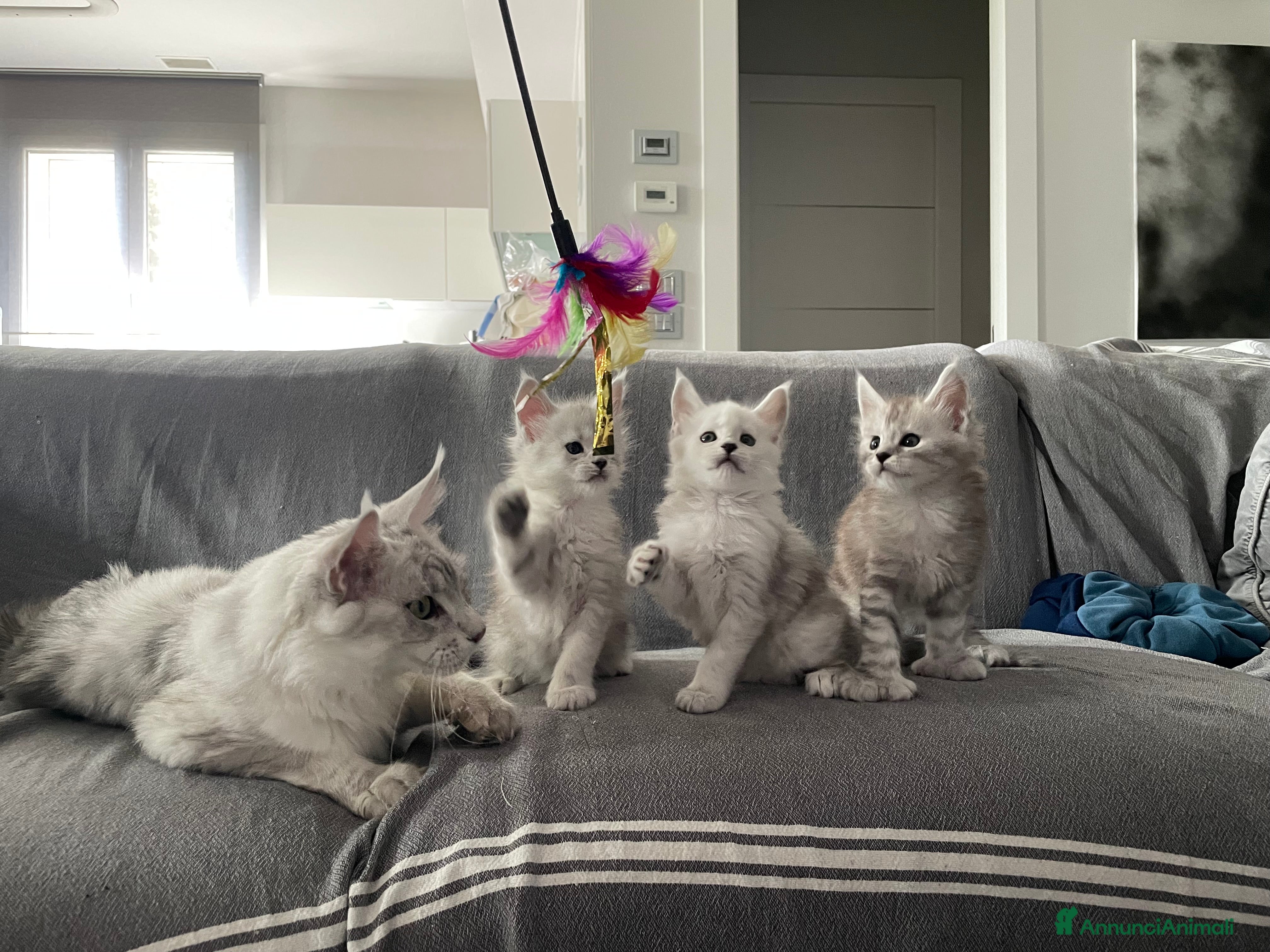 Maine Coon gatti Maine Coon Shaded top Line  - Annuncio 29