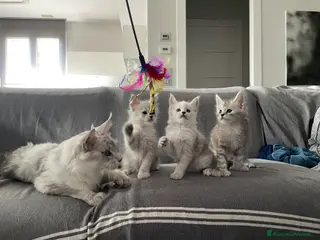 Maine Coon gatti Maine Coon Shaded top Line - Annuncio 29