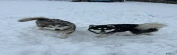 Alaskan Malamute cani in vendita: Splendidi cuccioli di Alaskan Malamute  - Annuncio 3