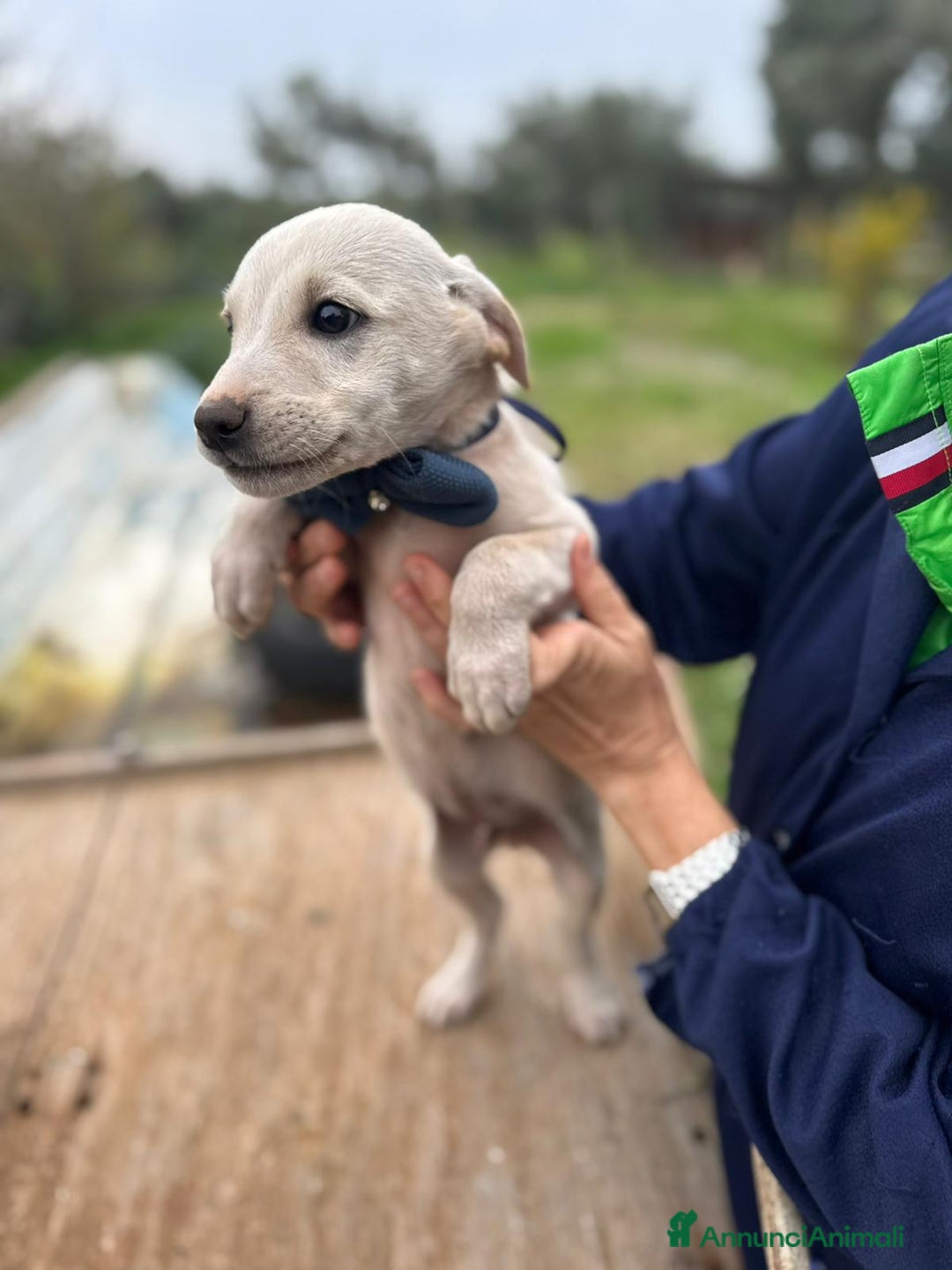 Altre razze cani in regalo: ELIDE, EDEN, ELIOT ED ERIK - Annuncio 3