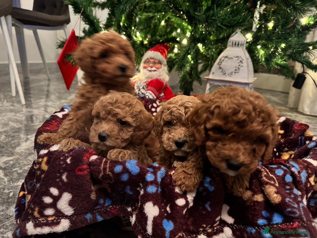 Barboncino cani in vendita: Vendita cuccioli barboncini nani - Annuncio 5