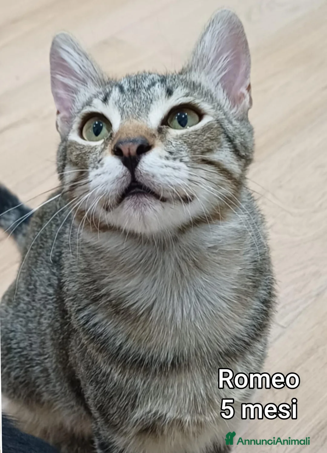 Altre razze gatti in regalo: MICINI, URGENTE: TEMPO SCADUTO  a Provincia di Arezzo - Annuncio 1