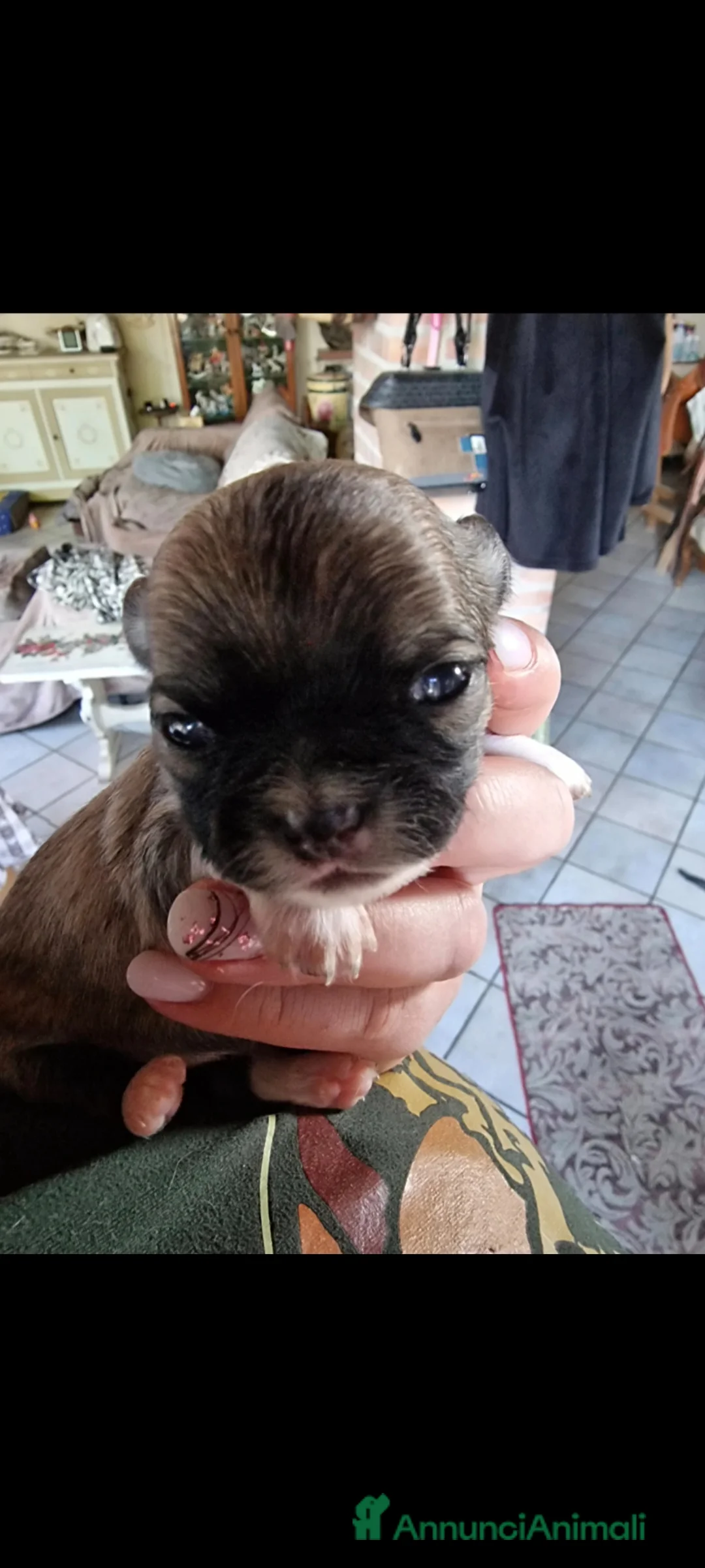 Chihuahua cani in vendita: Chihuahua fulvi a pelo lungo - Annuncio 3