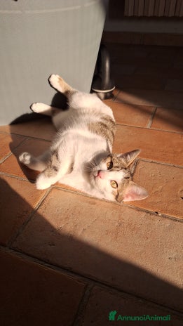 Europeo gatti - Annuncio 6