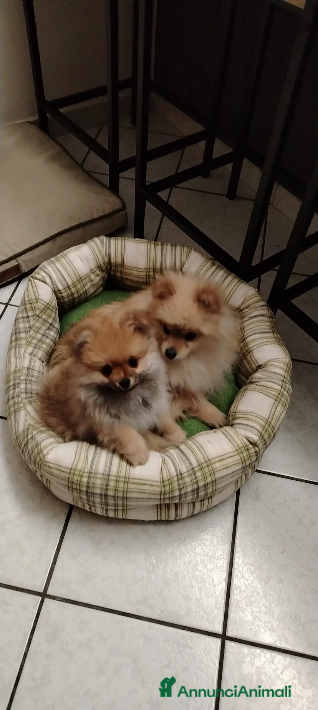 Volpino Pomerania cani in vendita: Vendo due cuccioli di Spitz Pomerania  a Città metropolitana di Roma Capitale - Annuncio 2