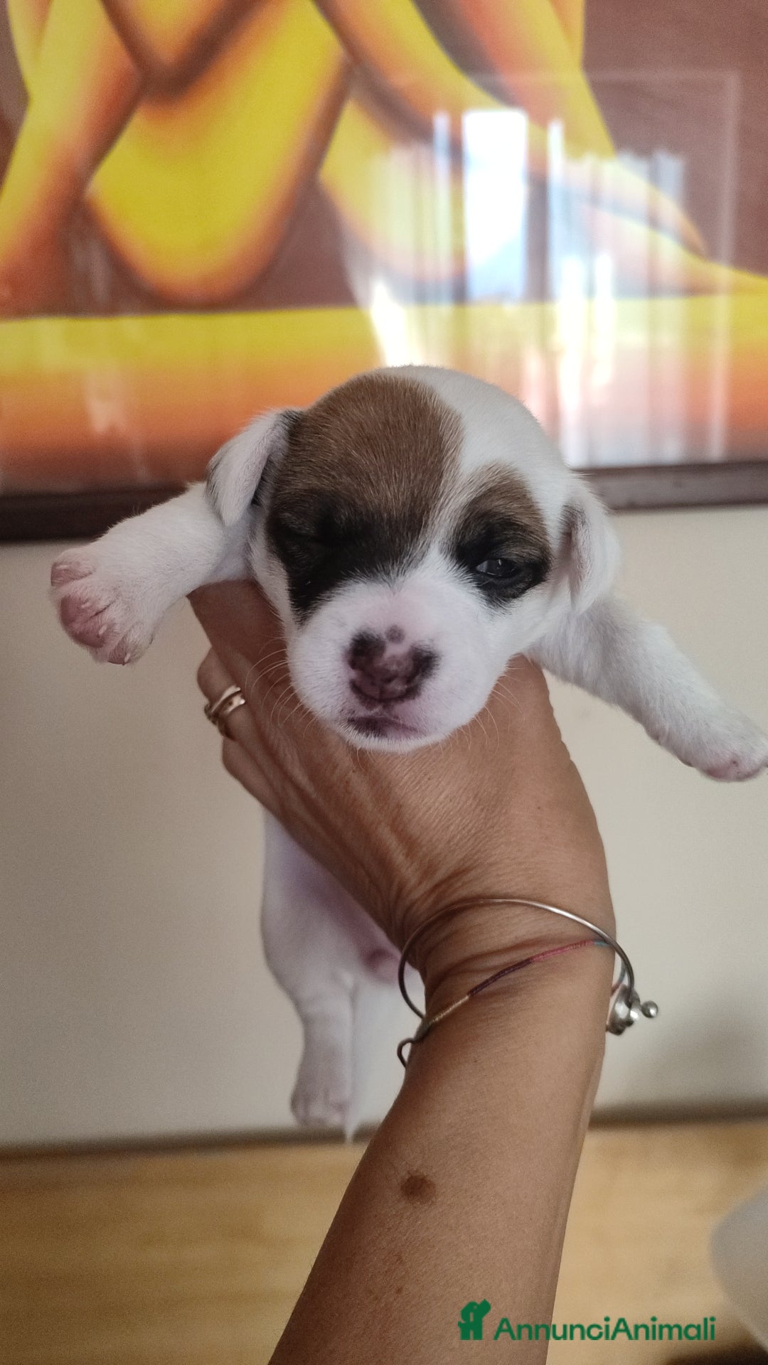 Jack Russell cani in vendita: Disponibili 3 splendidi Jack Russell con pedigree  - Annuncio 2