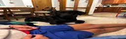 Labrador cani in vendita: Vendo Labrador di un anno e mezzo a Provincia di Bergamo - Annuncio 5