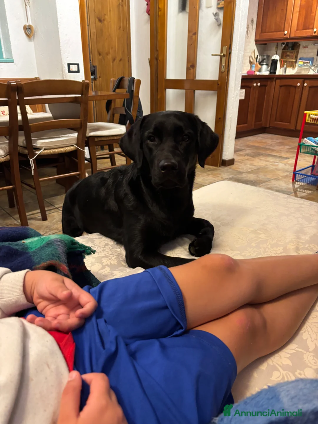 Labrador cani in vendita: Vendo Labrador di un anno e mezzo a Provincia di Bergamo - Annuncio 5