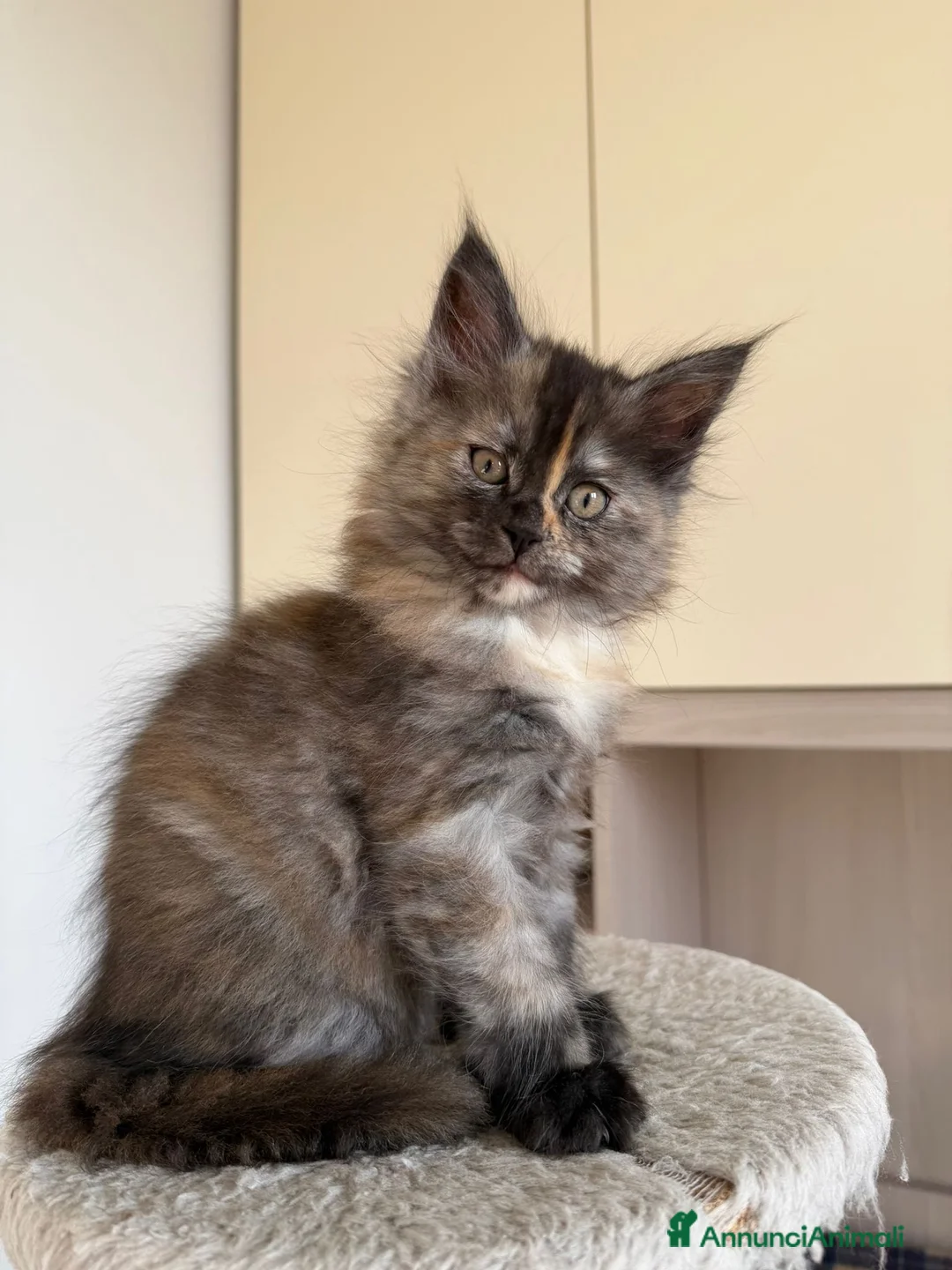 Maine Coon gatti in vendita: Dolce cucciola maine coon pedigree black Tortie - Annuncio 2