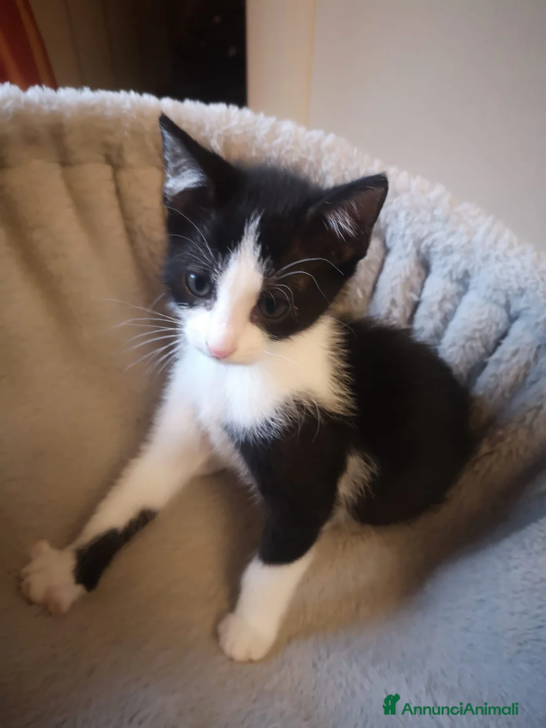 Europeo gatti in regalo: Felix dolcissimo micino bianco e nero - Annuncio 1