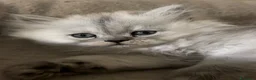 Persiano gatti in vendita: Gattini cuppioli persiano - Annuncio 4