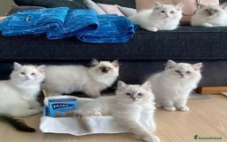 Ragdoll gatti in vendita: Ragdoll kittens  a Provincia di Matera - Immagine 2