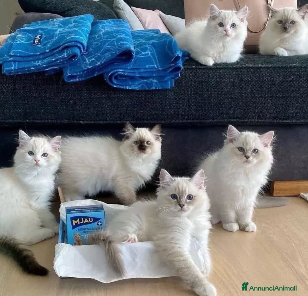 Ragdoll gatti in vendita: Ragdoll kittens  a Provincia di Matera - Immagine 2