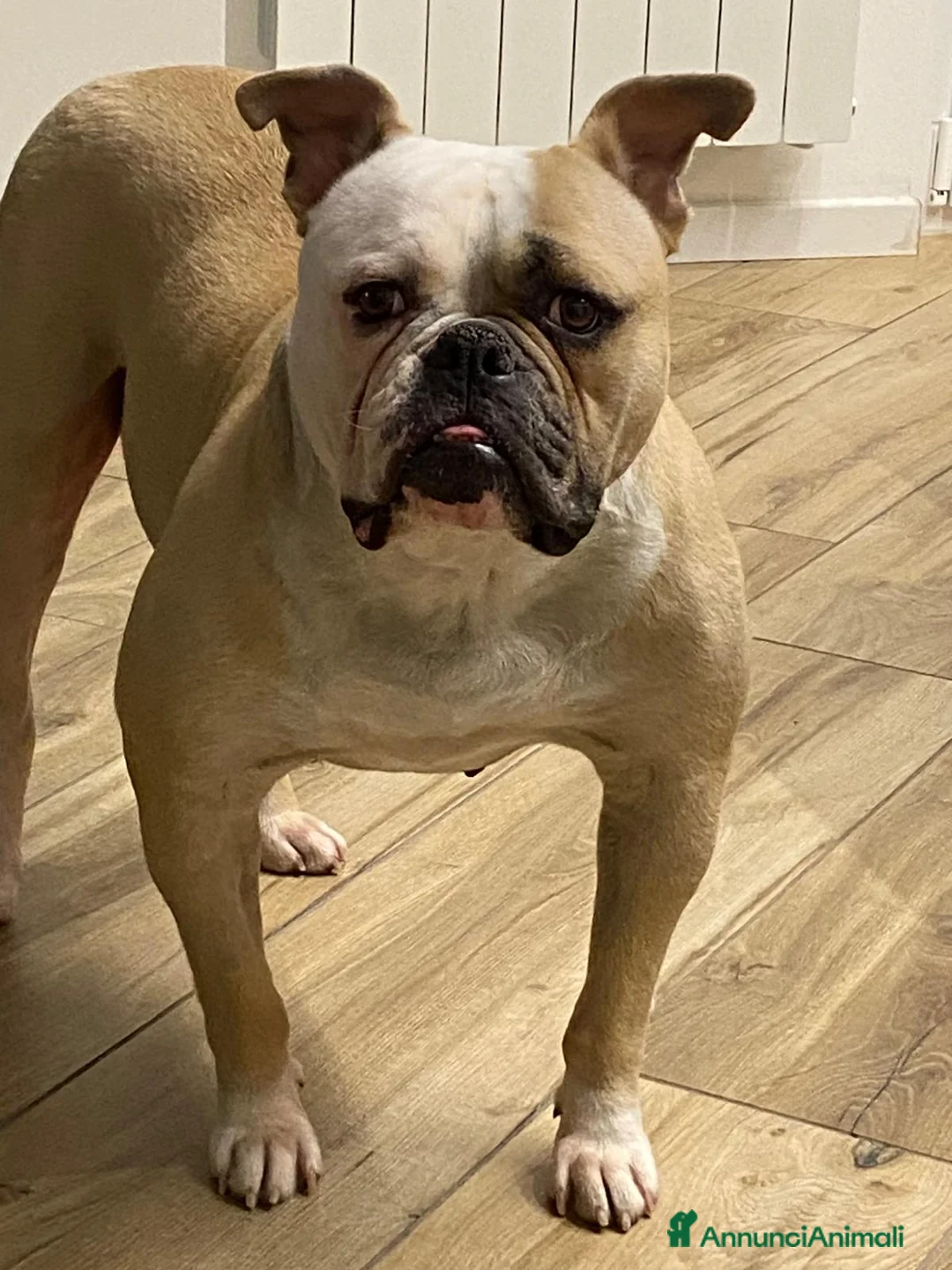 Bulldog cani in vendita: American Bulldog cuccioli - Annuncio 1